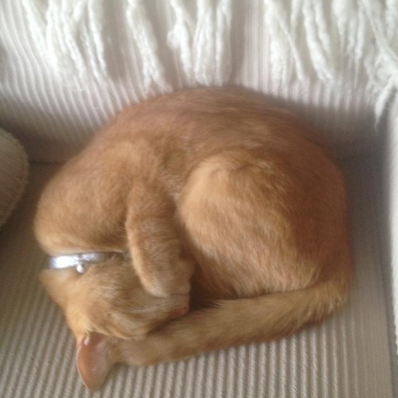 Meet your Posher, Ali - Picture 1 of 1